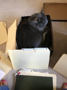 ...then promptly climbed into the box to signal that I was done for the day.